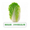 有機白菜